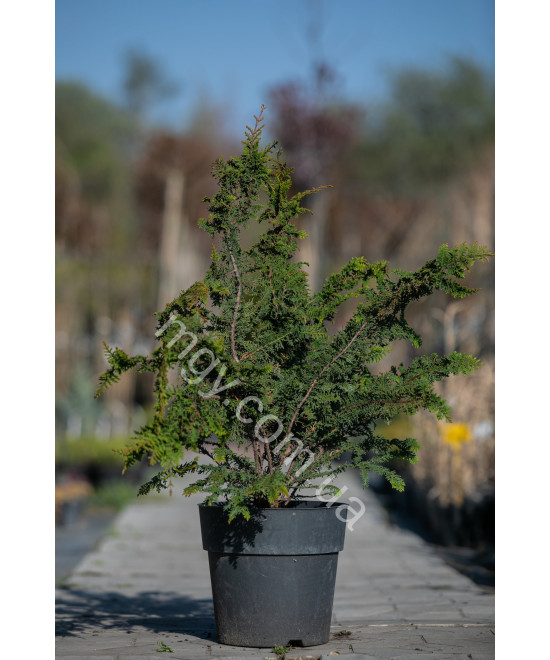 Кипарисовик Туполистий 'Ділатуш' (Chamaecyparis obtusa Dilatush)