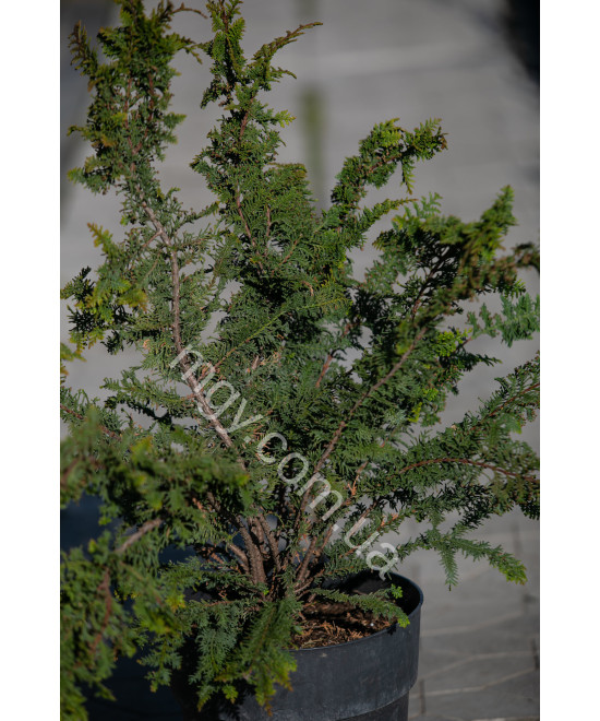 Кипарисовик Туполистий 'Ділатуш' (Chamaecyparis obtusa Dilatush)
