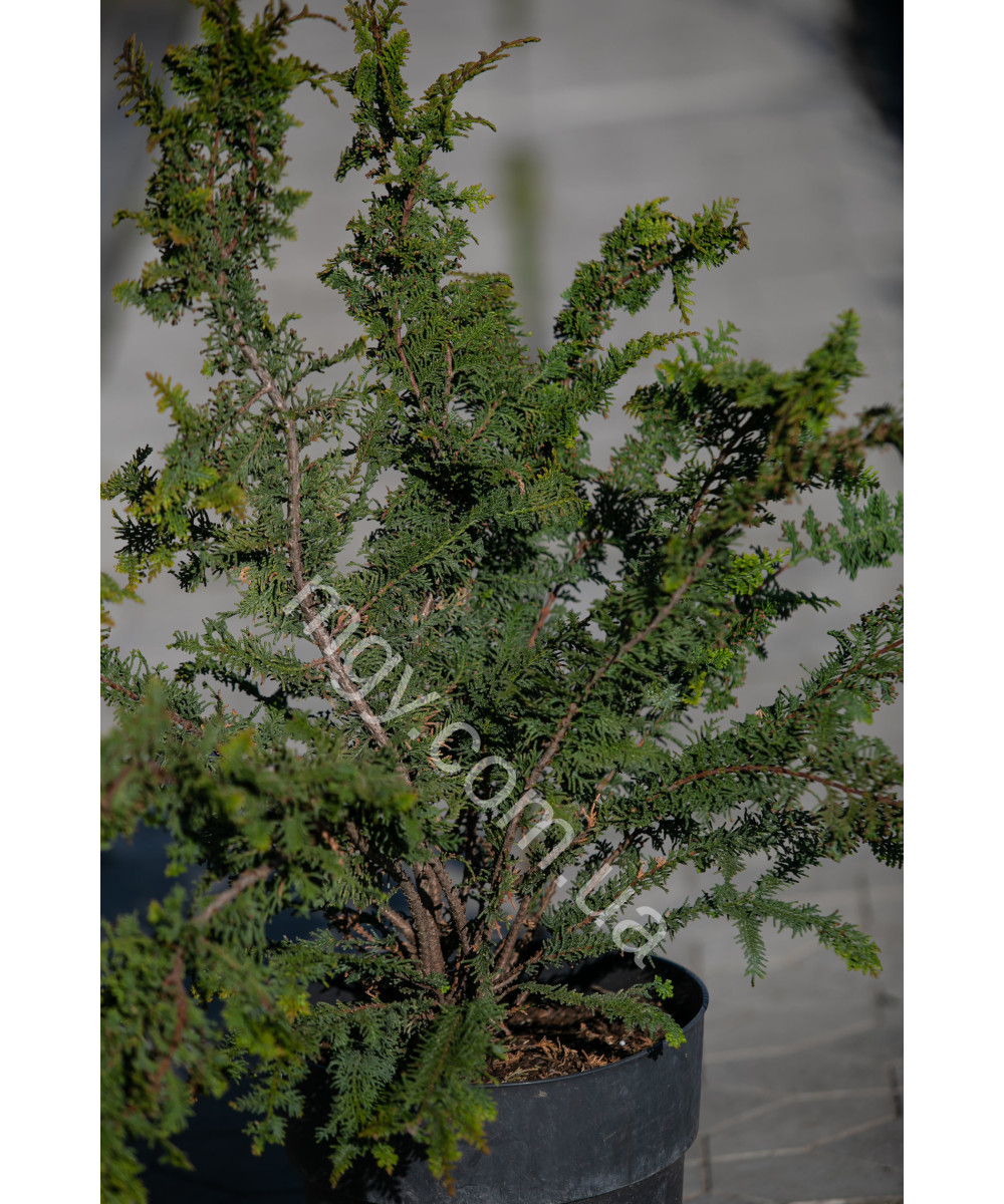 Кипарисовик Туполистий 'Ділатуш' (Chamaecyparis obtusa Dilatush)