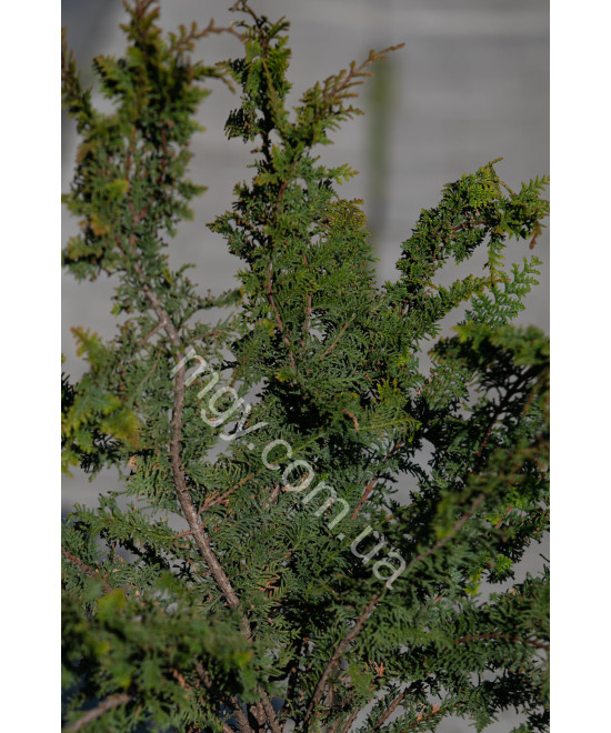 Кипарисовик Туполистий 'Ділатуш' (Chamaecyparis obtusa Dilatush)