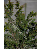 Кипарисовик Туполистий 'Ділатуш' (Chamaecyparis obtusa Dilatush)