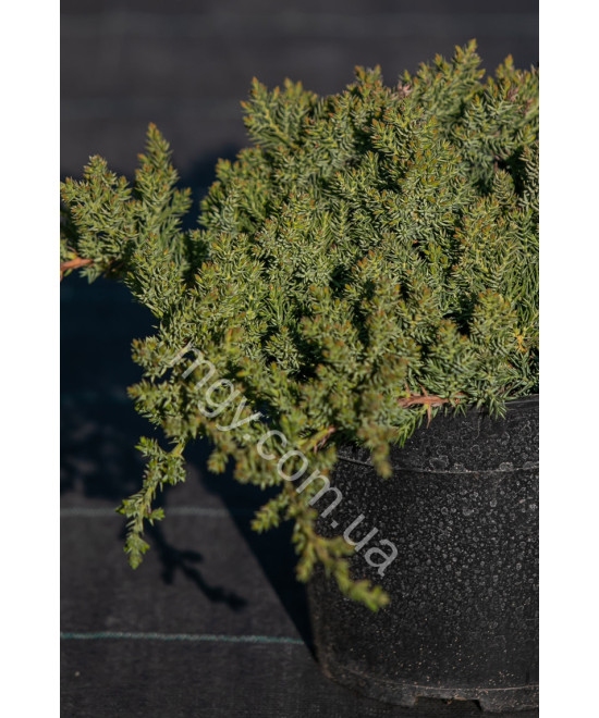 Ялівець Лежачий 'Нана' (Juniperus procumbens Nana)