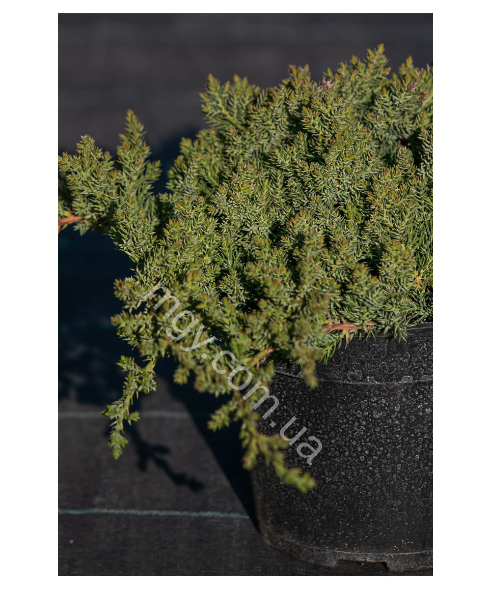 Ялівець Лежачий 'Нана' (Juniperus procumbens Nana)