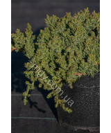 Ялівець Лежачий 'Нана' (Juniperus procumbens Nana)