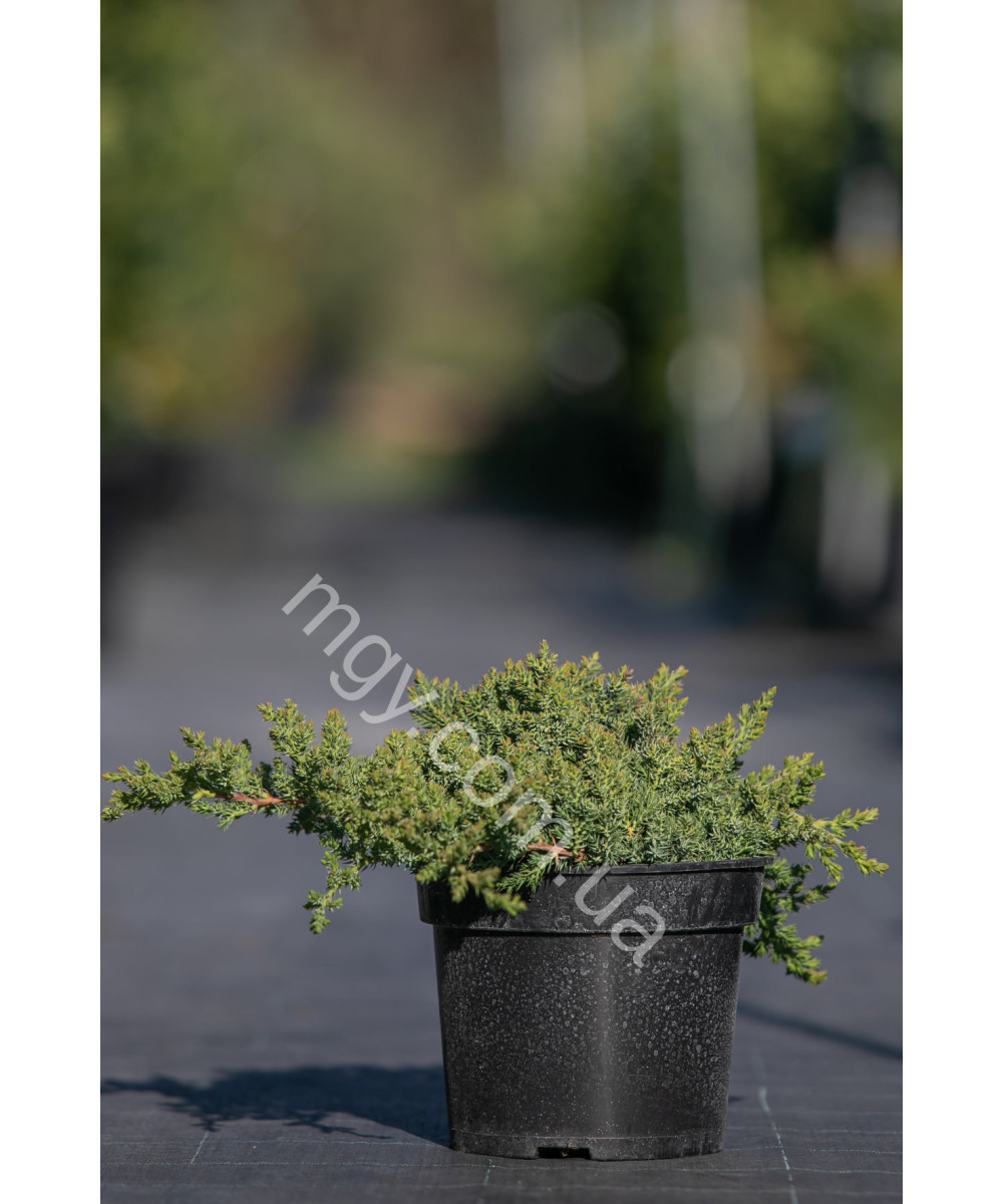 Ялівець Лежачий 'Нана' (Juniperus procumbens Nana)