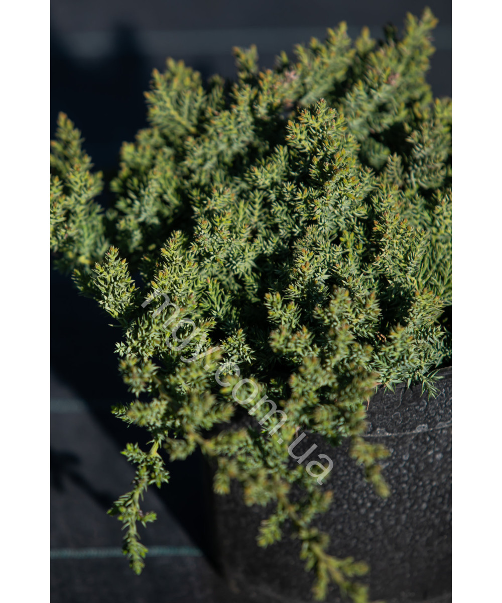 Ялівець Лежачий 'Нана' (Juniperus procumbens Nana)