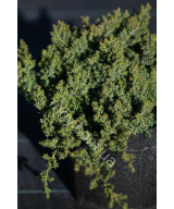 Ялівець Лежачий 'Нана' (Juniperus procumbens Nana)