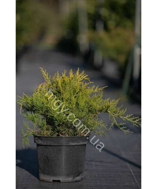 Ялівець середній Олд Голд  (Juniperus media Old Gold)