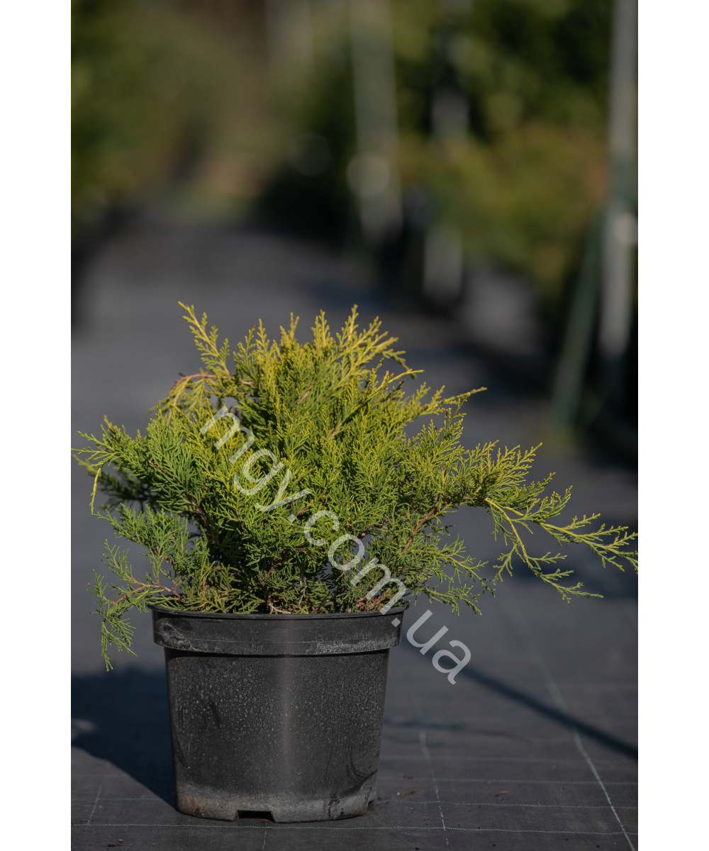 Ялівець середній Олд Голд  (Juniperus media Old Gold)