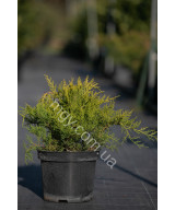 Ялівець середній Олд Голд  (Juniperus media Old Gold)