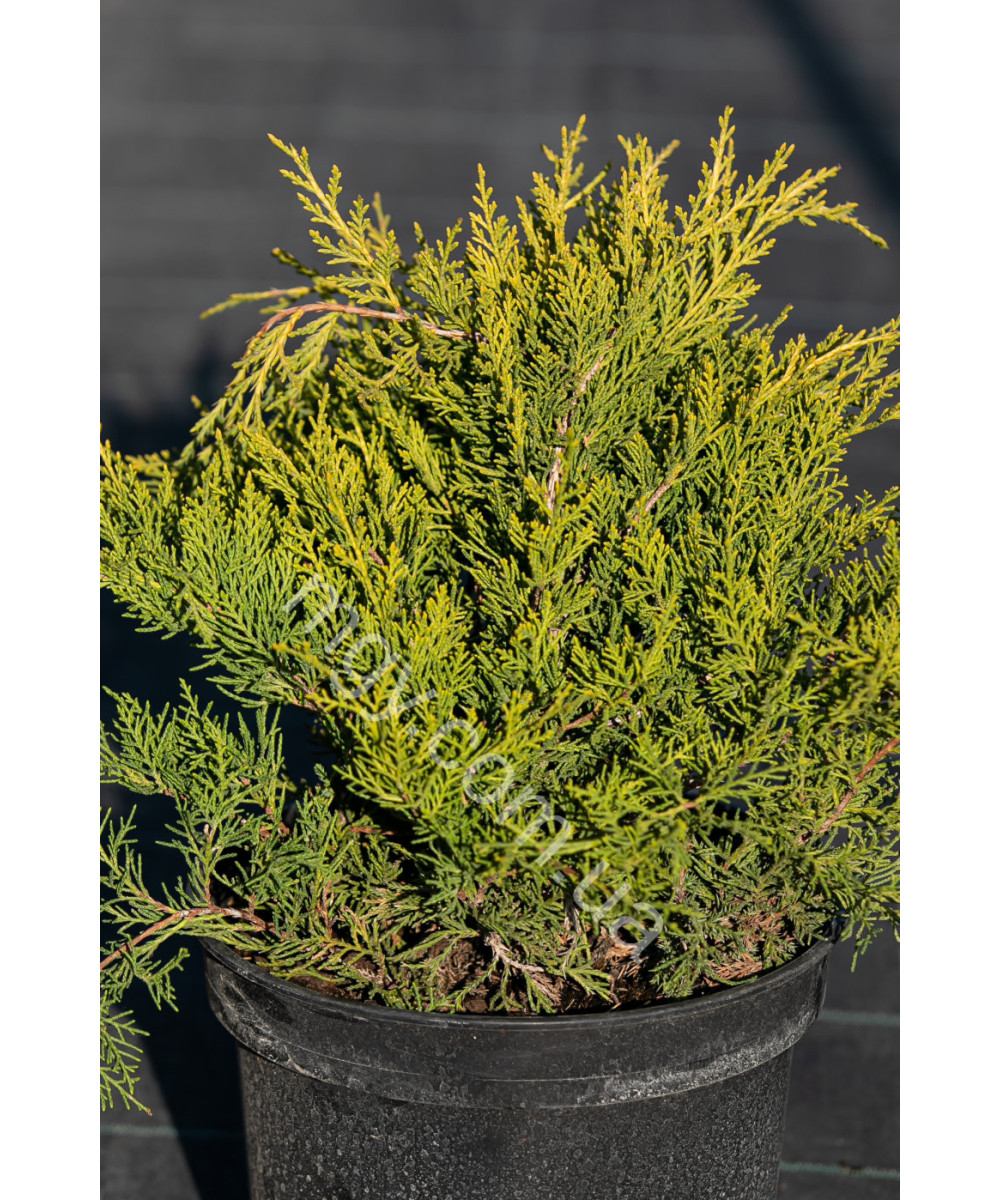 Ялівець середній Олд Голд  (Juniperus media Old Gold)