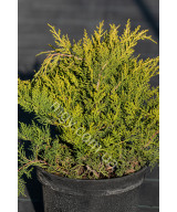 Ялівець середній Олд Голд  (Juniperus media Old Gold)