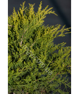Ялівець середній Олд Голд  (Juniperus media Old Gold)