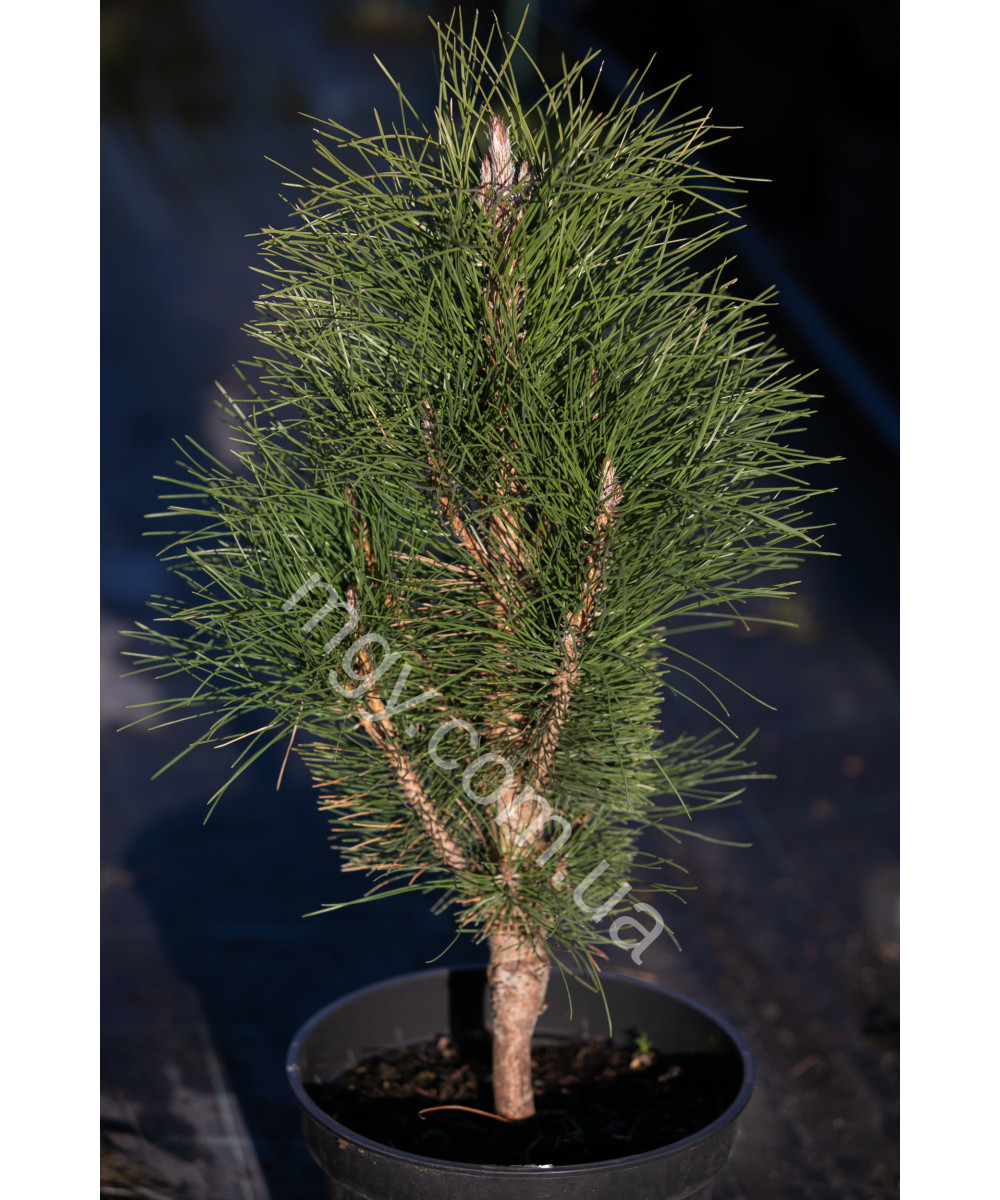 Сосна чорна/австрійська Грін Тауер(Pinus nigra Green Tower)