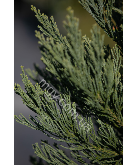 Сосна Чорна 'Марі Брегон' (Pinus nigra Marie Bregeon)