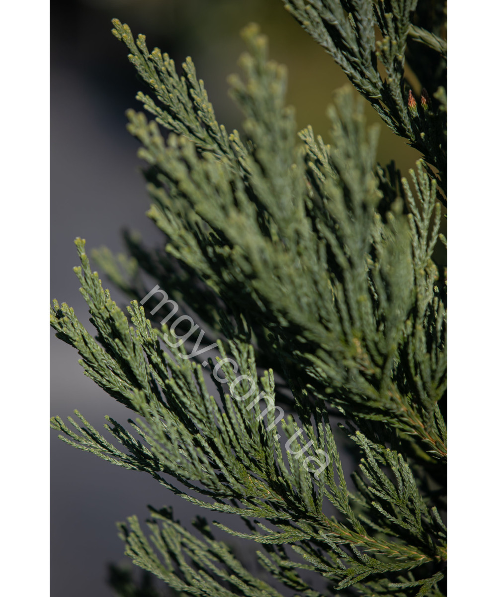 Сосна Чорна 'Марі Брегон' (Pinus nigra Marie Bregeon)