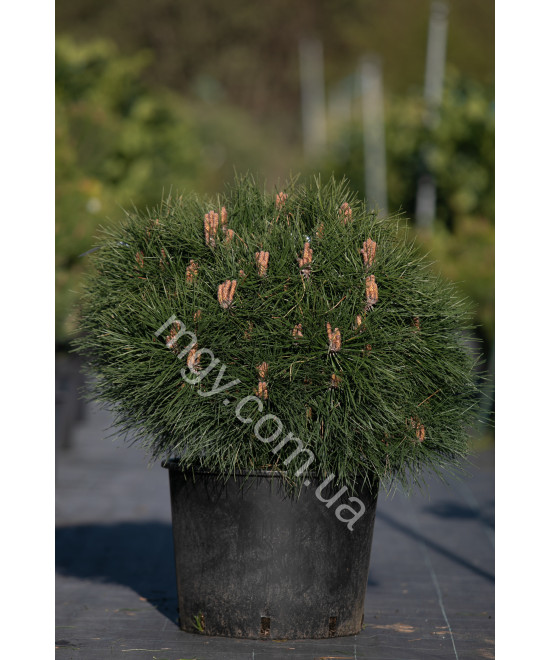 Сосна Чорна 'Марі Брегон' (Pinus nigra Marie Bregeon)