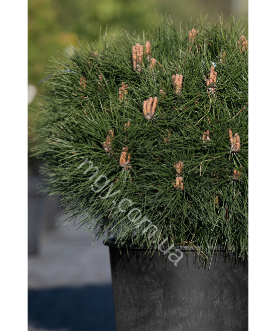 Сосна Чорна 'Марі Брегон' (Pinus nigra Marie Bregeon)