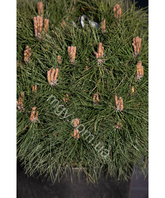 Сосна Чорна 'Марі Брегон' (Pinus nigra Marie Bregeon)