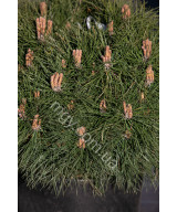 Сосна Чорна 'Марі Брегон' (Pinus nigra Marie Bregeon)