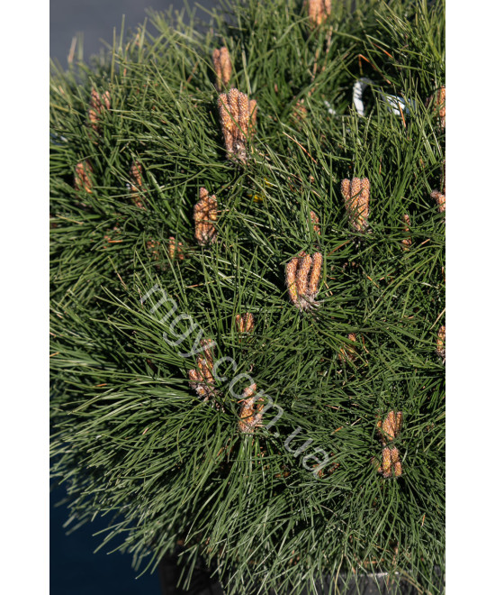 Сосна Чорна 'Марі Брегон' (Pinus nigra Marie Bregeon)