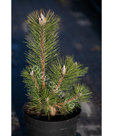 Сосна тунберга Маїджіма (Pinus thunbergii Majima)