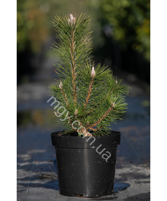 Сосна тунберга Маїджіма (Pinus thunbergii Majima)