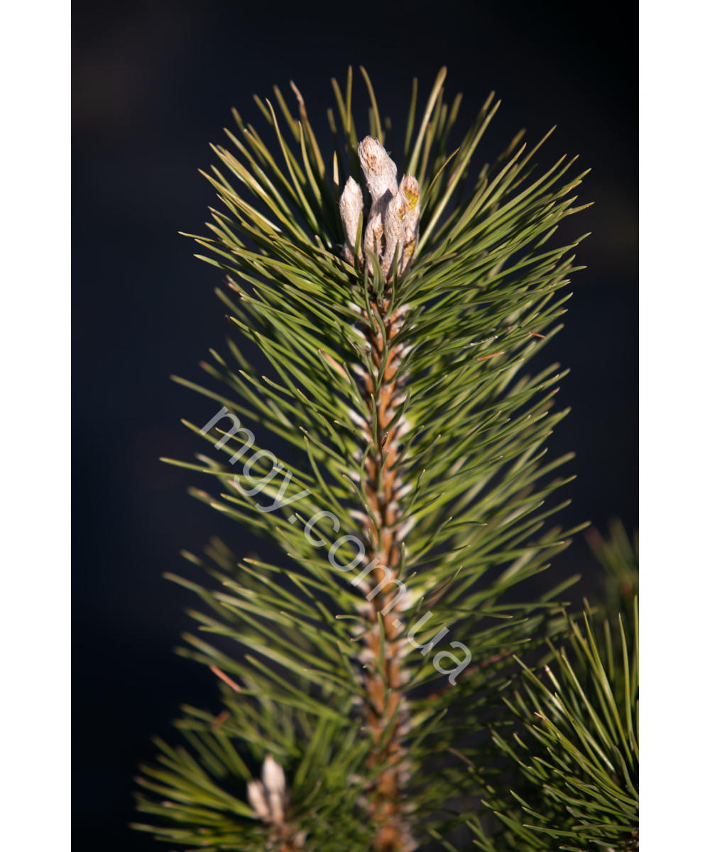 Сосна тунберга Маїджіма (Pinus thunbergii Majima)