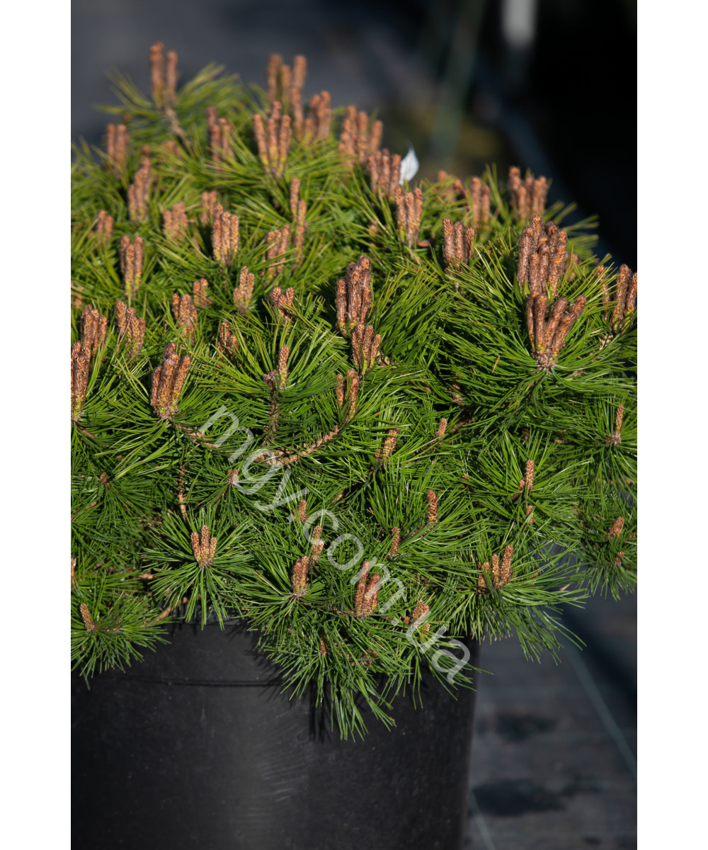 Сосна густоквіткова Low Glow (Pinus densiflora Low Glow)