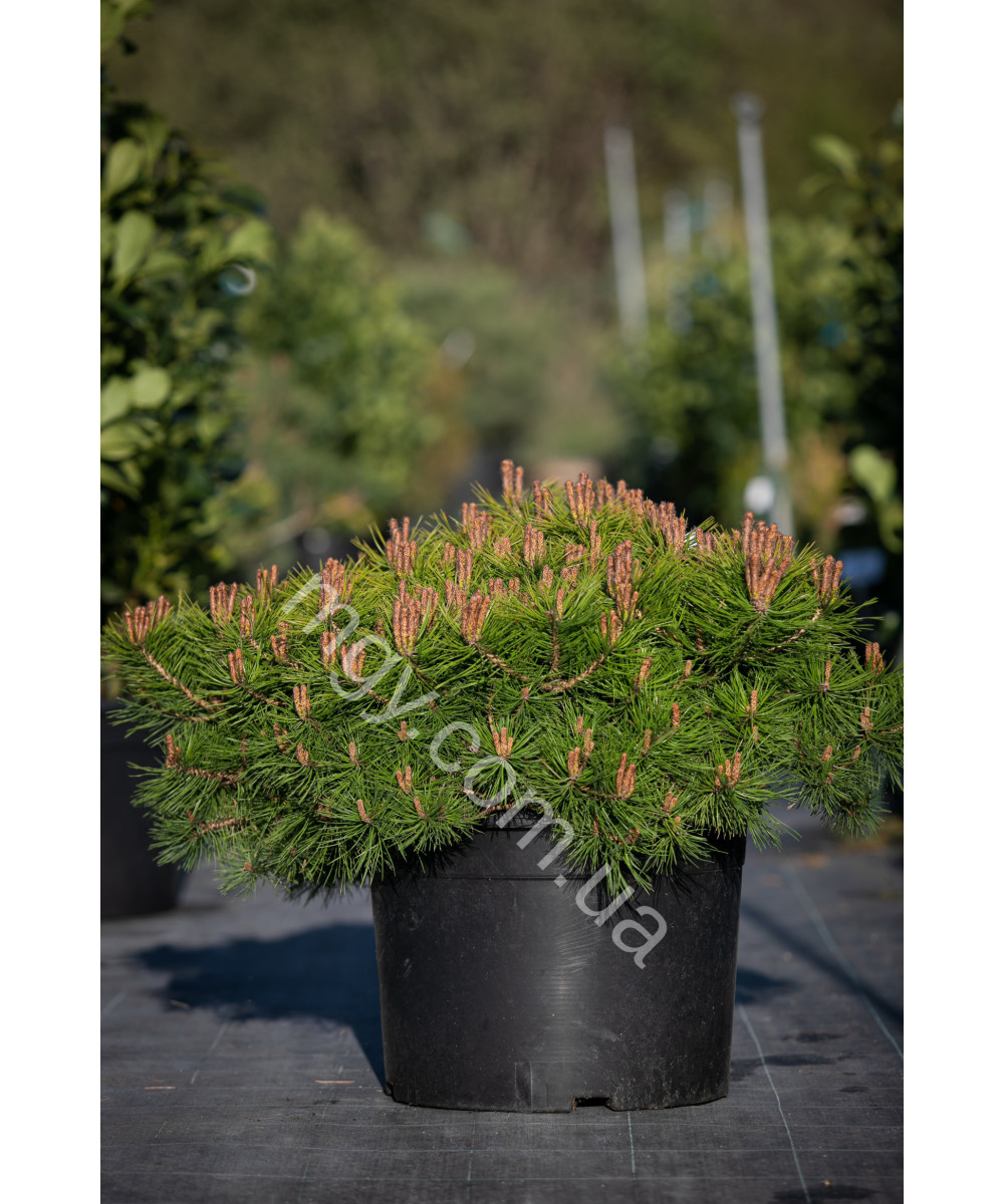 Сосна густоквіткова Low Glow (Pinus densiflora Low Glow)