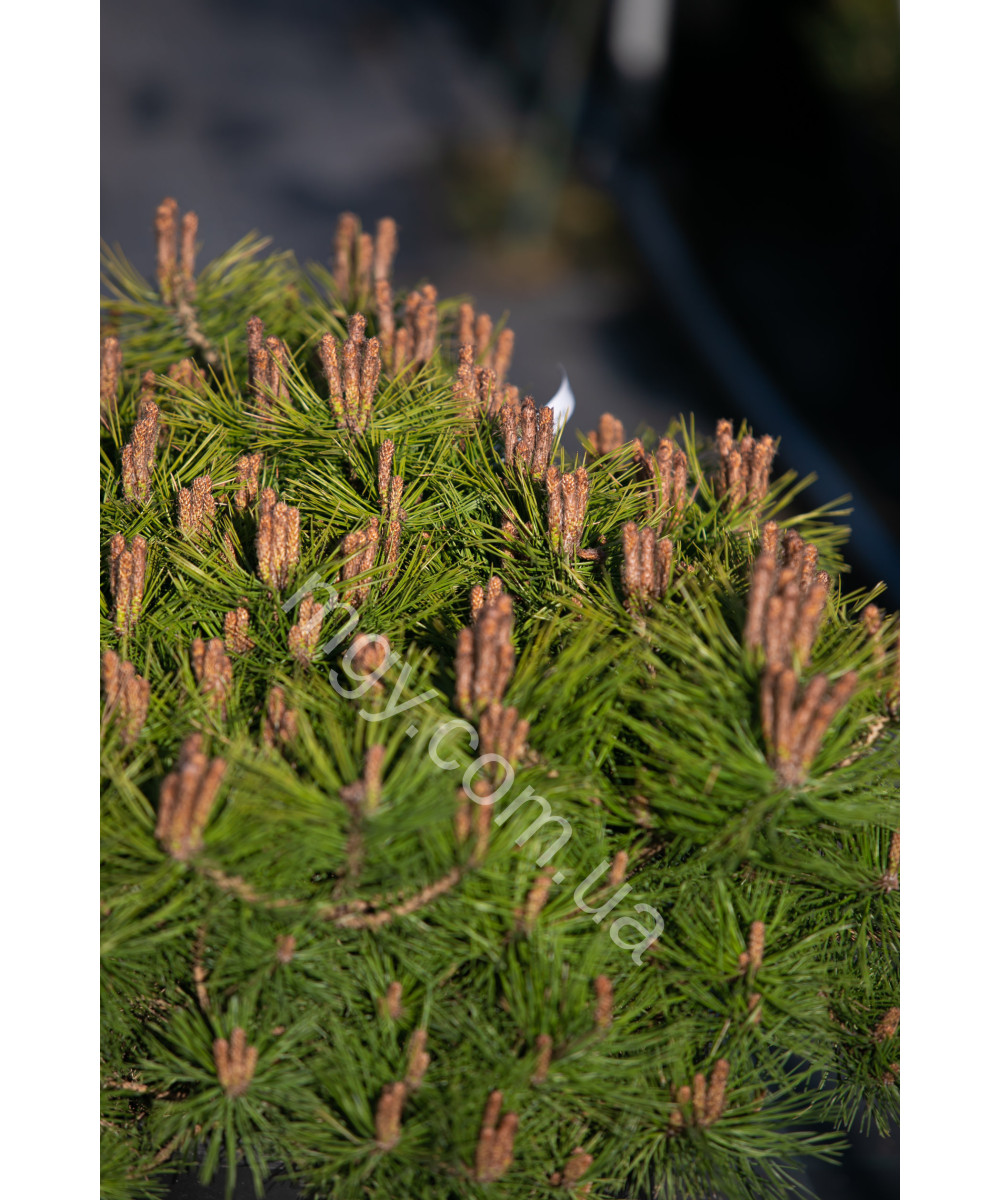 Сосна густоквіткова Low Glow (Pinus densiflora Low Glow)