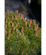 Сосна густоквіткова Low Glow (Pinus densiflora Low Glow)