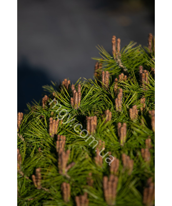 Сосна густоквіткова Low Glow (Pinus densiflora Low Glow)