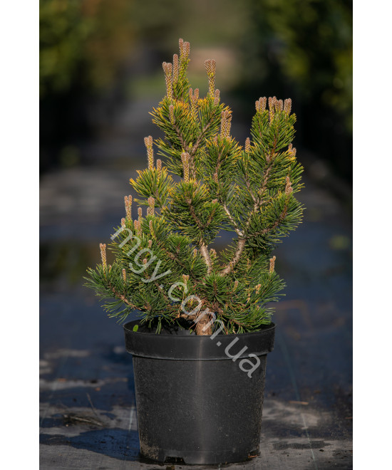Сосна гірська Вінтер Голд  (Pinus mugo Winter Gold)