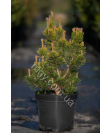 Сосна гірська Вінтер Голд  (Pinus mugo Winter Gold)