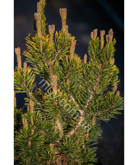 Сосна гірська Вінтер Голд  (Pinus mugo Winter Gold)