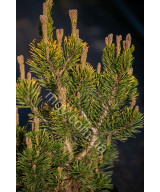 Сосна гірська Вінтер Голд  (Pinus mugo Winter Gold)