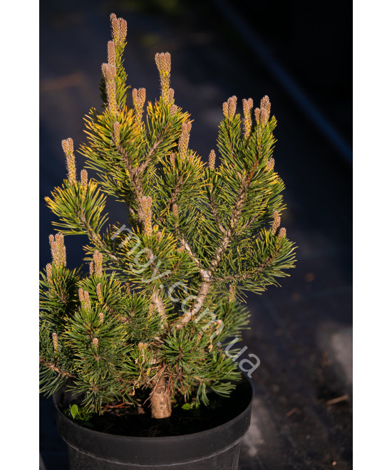 Сосна гірська Вінтер Голд  (Pinus mugo Winter Gold)