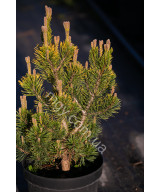 Сосна гірська Вінтер Голд  (Pinus mugo Winter Gold)