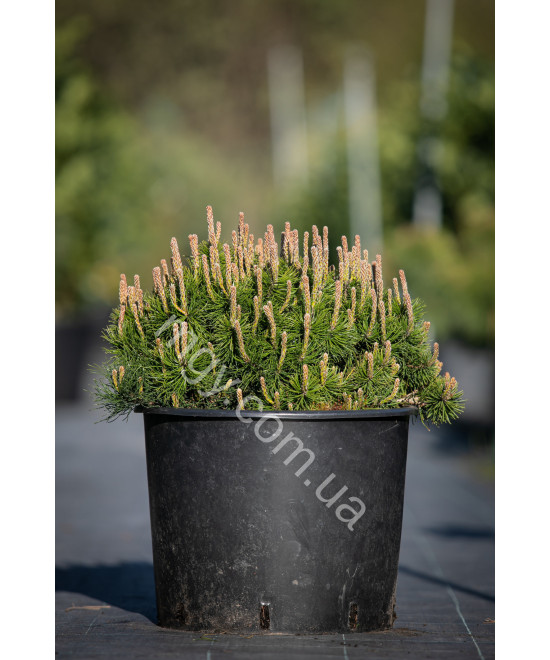 Сосна гірська Мопс (Pinus mugo Mops)