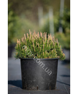 Сосна гірська Мопс (Pinus mugo Mops)