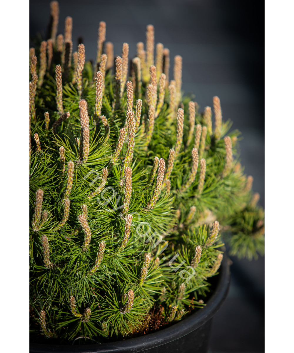 Сосна гірська Мопс (Pinus mugo Mops)