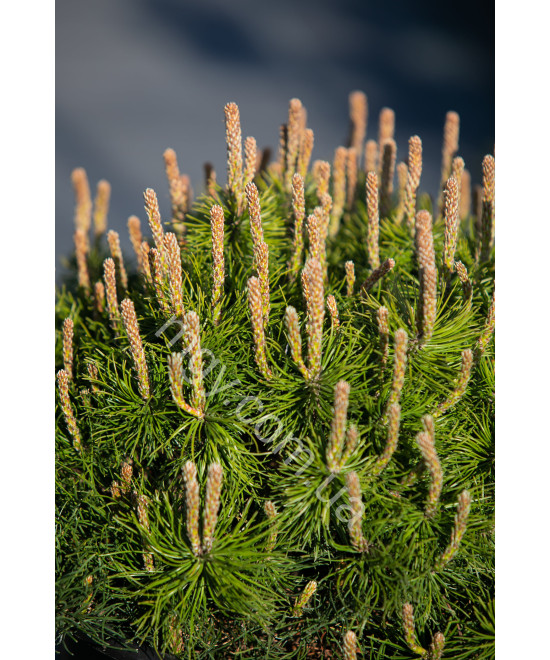 Сосна гірська Мопс (Pinus mugo Mops)