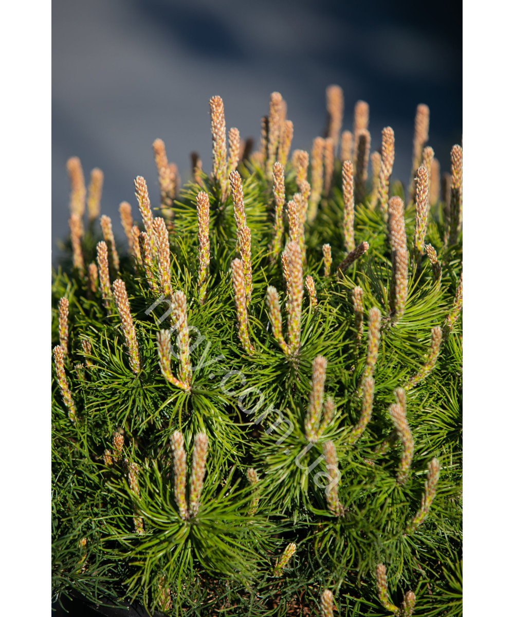Сосна гірська Мопс (Pinus mugo Mops)