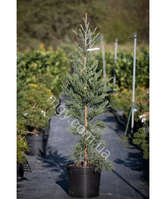 Секвойядендрон Велетенський 'Глаукум'  (Sequoiadendron giganteum Glaucum)