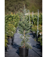 Секвойядендрон Велетенський 'Глаукум'  (Sequoiadendron giganteum Glaucum)