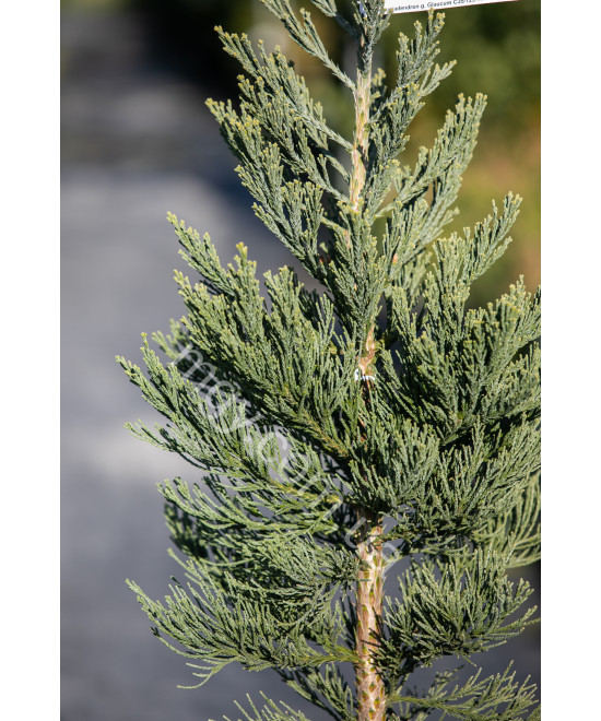 Секвойядендрон Велетенський 'Глаукум'  (Sequoiadendron giganteum Glaucum)