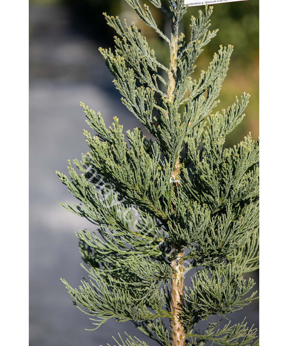 Секвойядендрон Велетенський 'Глаукум'  (Sequoiadendron giganteum Glaucum)