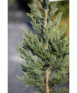 Секвойядендрон Велетенський 'Глаукум'  (Sequoiadendron giganteum Glaucum)