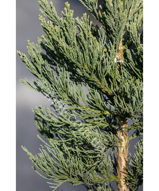 Секвойядендрон Велетенський 'Глаукум'  (Sequoiadendron giganteum Glaucum)